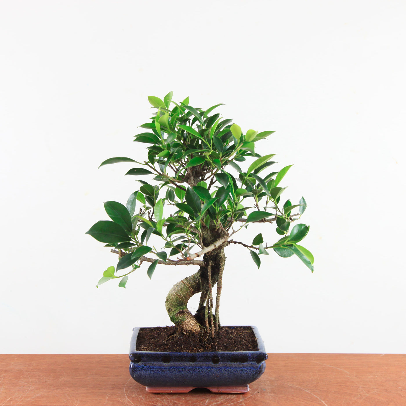 Bonsai Ficus Retusa - Binnenbonsai