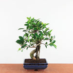 Bonsai Ficus Retusa - Binnenbonsai
