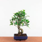 Bonsai Ficus Retusa - Binnenbonsai