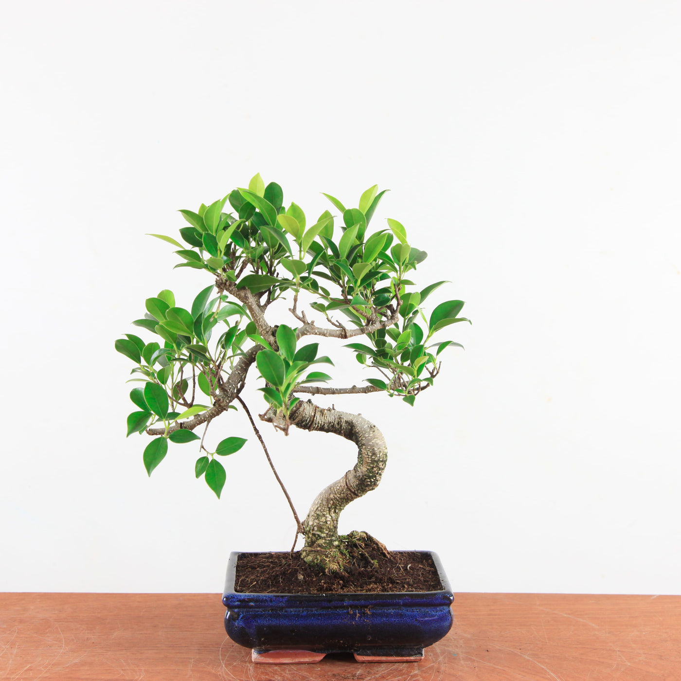 Bonsai Ficus Retusa - Binnenbonsai