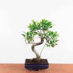 Bonsai Ficus Retusa - Binnenbonsai
