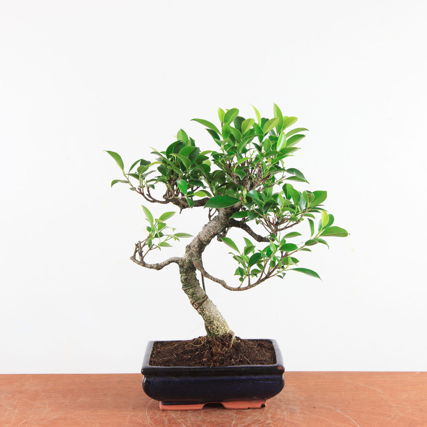 Bonsai Ficus Retusa - Binnenbonsai