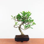 Bonsai Ficus Retusa - Binnenbonsai