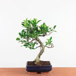 Bonsai Ficus Retusa - Binnenbonsai