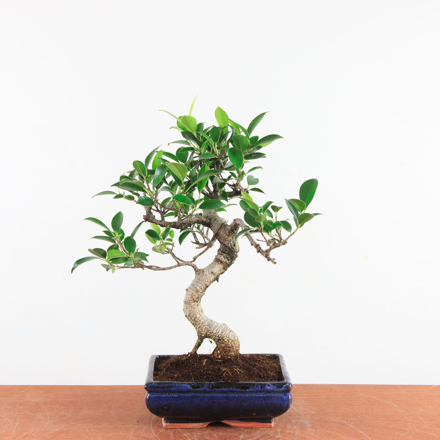 Bonsai Ficus Retusa - Binnenbonsai
