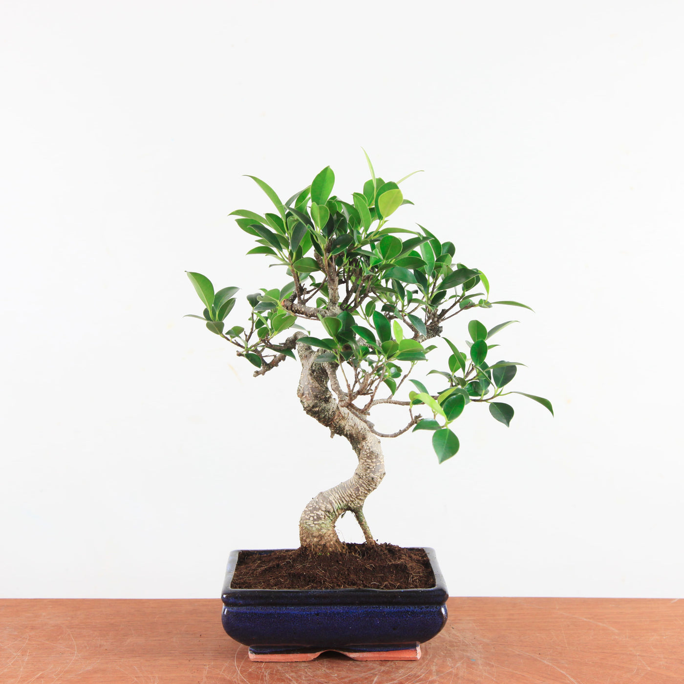 Bonsai Ficus Retusa - Binnenbonsai