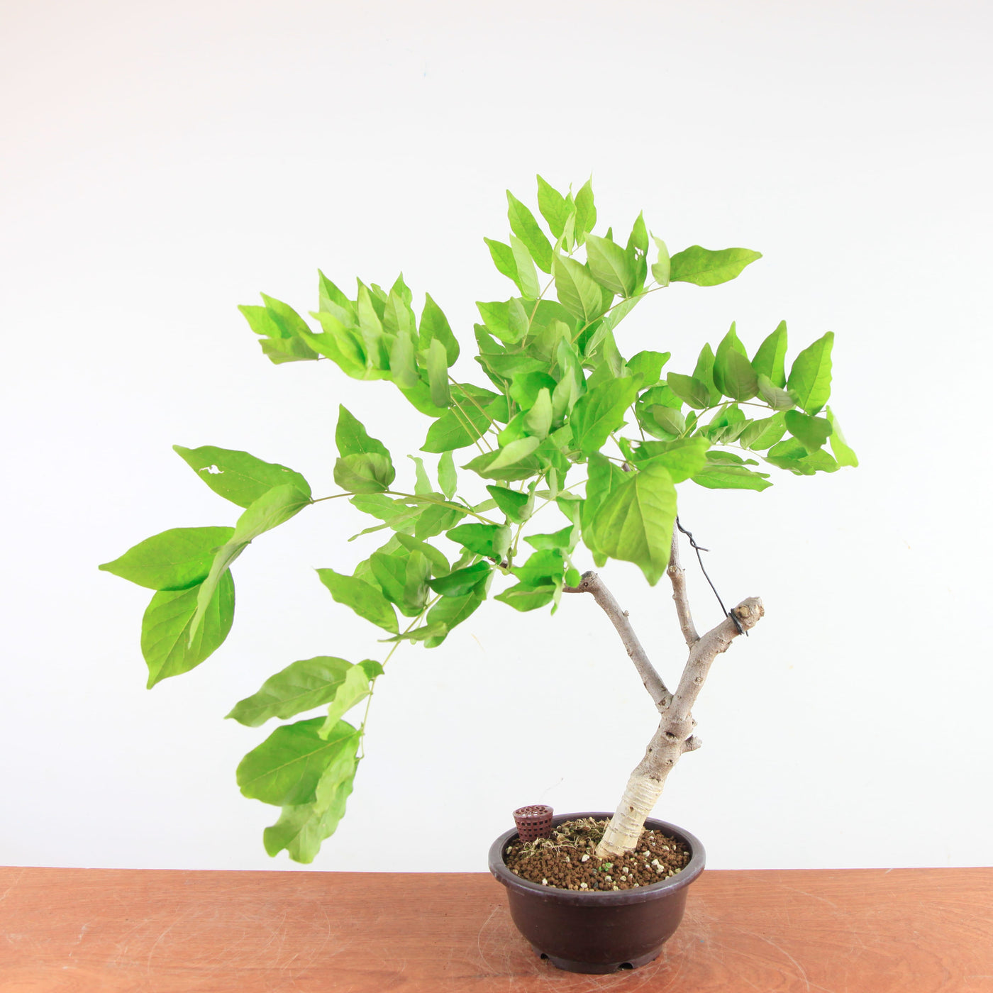 Bonsai Wisteria Floribunda - Japanse Blauweregen
