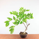 Bonsai Wisteria Floribunda - Japanse Blauweregen