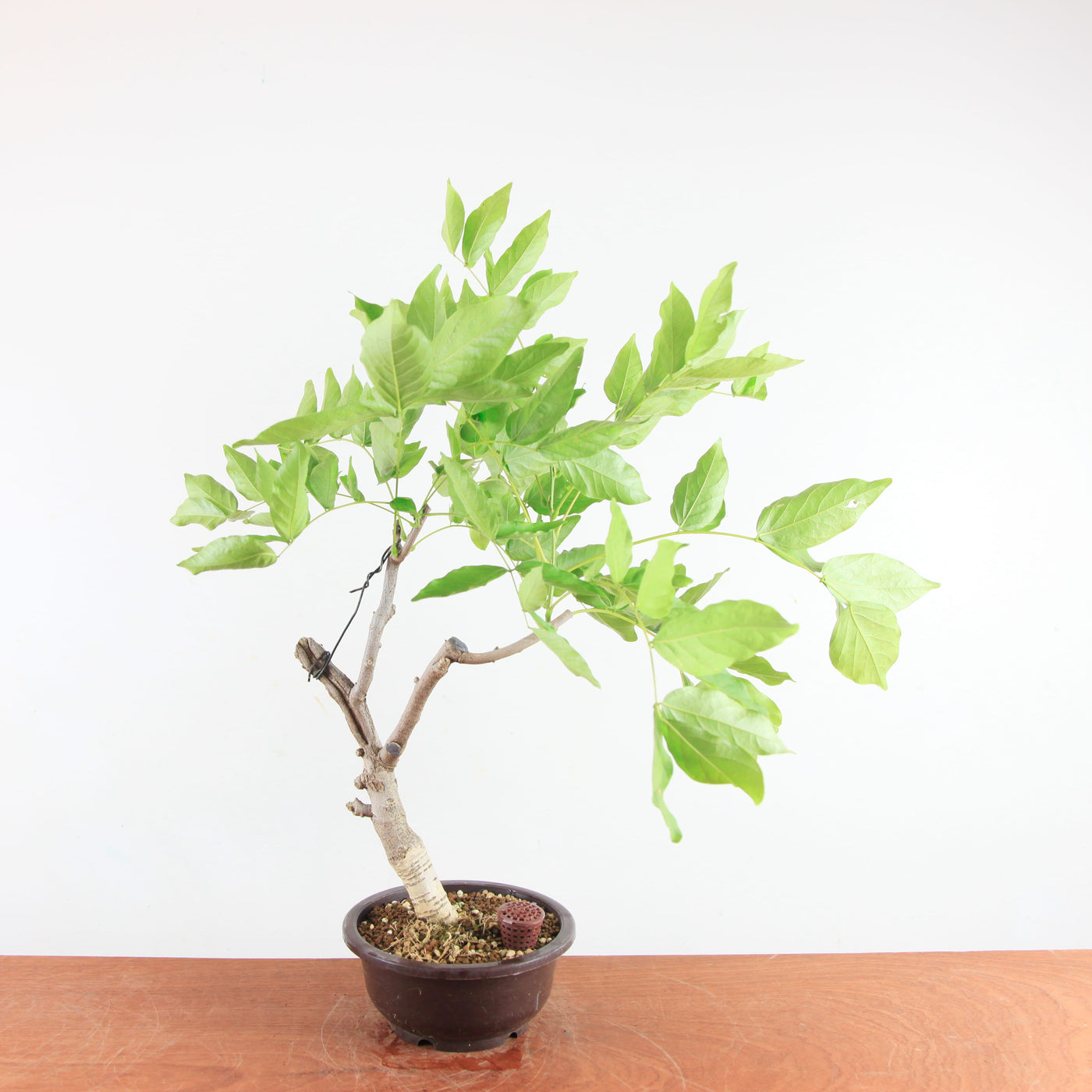 Bonsai Wisteria Floribunda - Japanse Blauweregen