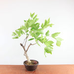 Bonsai Wisteria Floribunda - Japanse Blauweregen