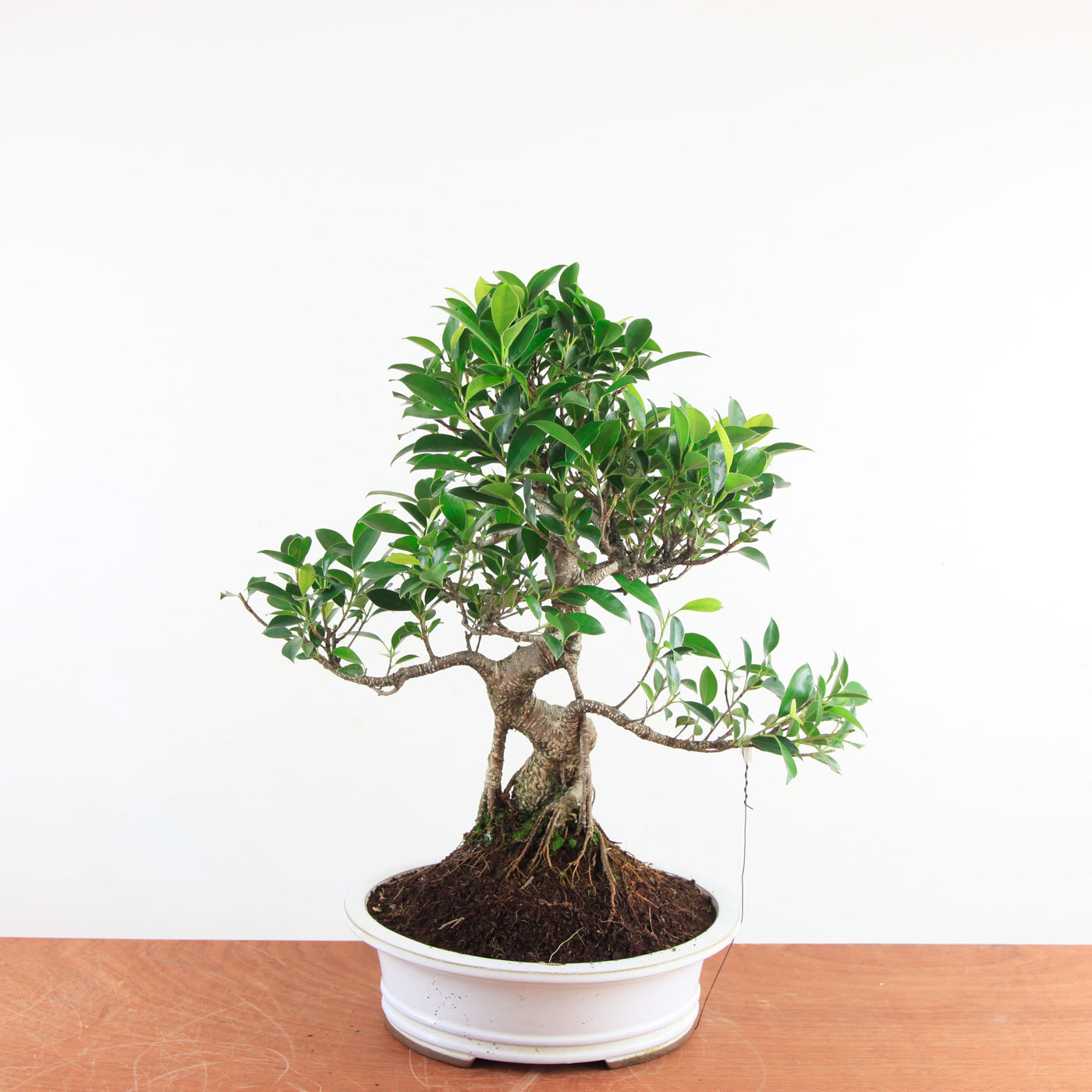 Bonsai Ficus Retusa - Binnenbonsai
