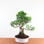 Bonsai Ficus Retusa - Binnenbonsai