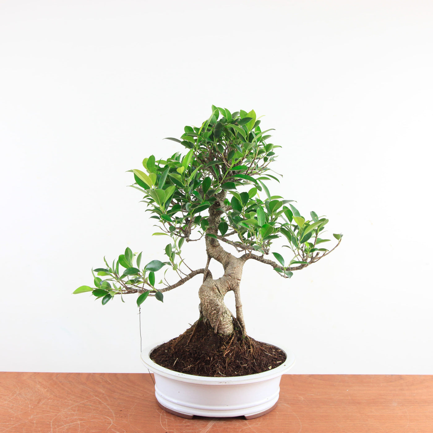 Bonsai Ficus Retusa - Binnenbonsai