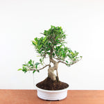 Bonsai Ficus Retusa - Binnenbonsai