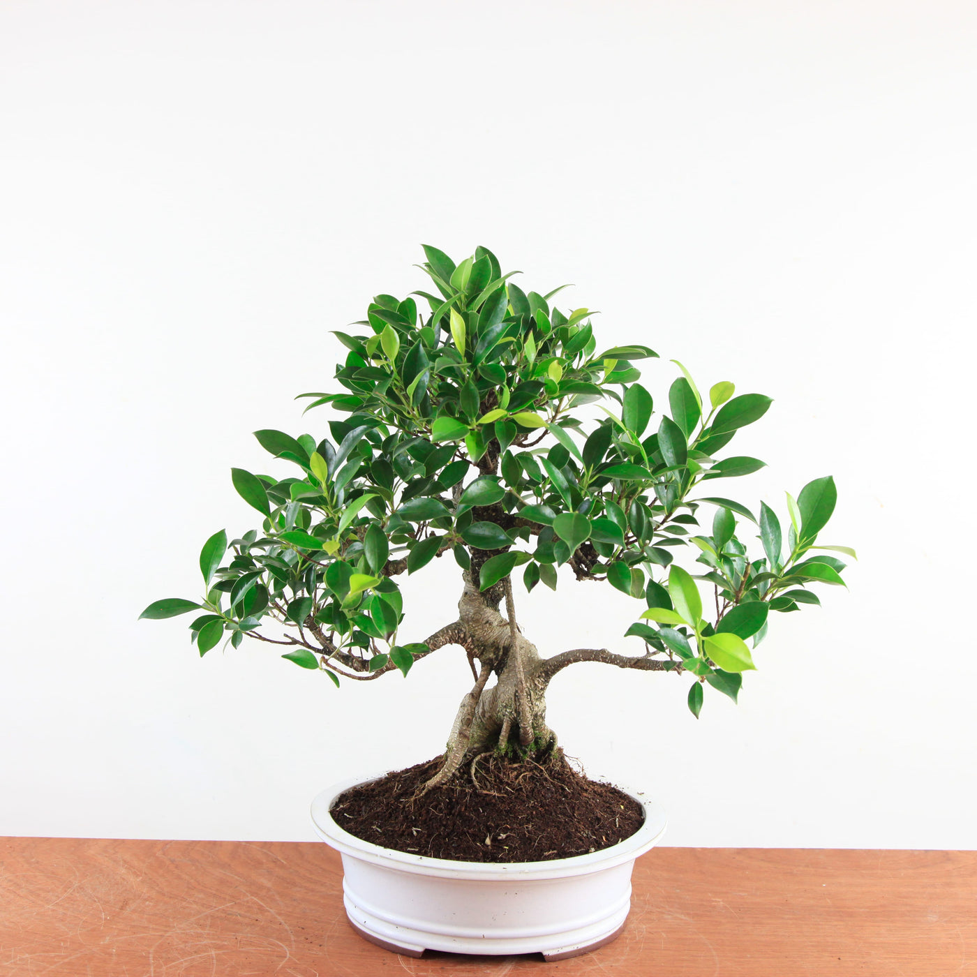 Bonsai Ficus Retusa - Binnenbonsai
