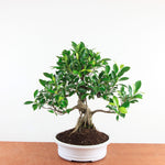 Bonsai Ficus Retusa - Binnenbonsai