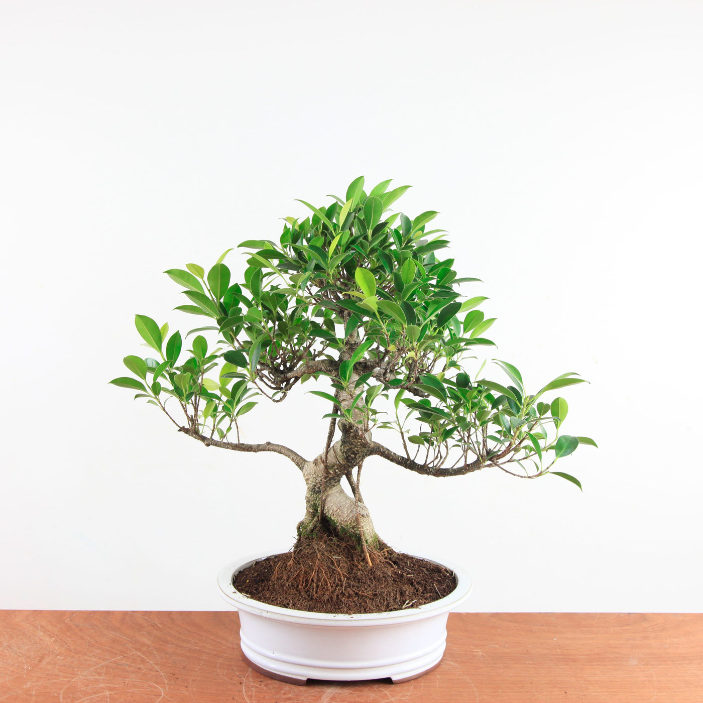Bonsai Ficus Retusa - Binnenbonsai