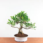 Bonsai Ficus Retusa - Binnenbonsai