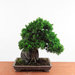 Bonsai Juniperus Chinensis - Itoigawa op steen