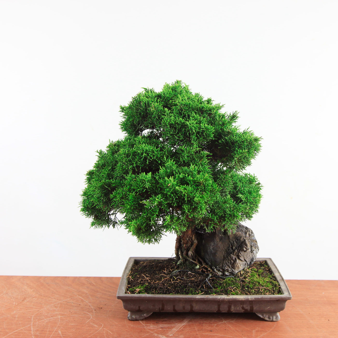Bonsai Juniperus Chinensis - Itoigawa op steen