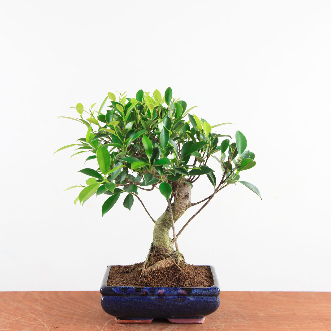 Bonsai Ficus Retusa - Binnenbonsai