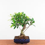 Bonsai Ficus Retusa - Binnenbonsai