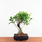 Bonsai Ficus Retusa - Binnenbonsai