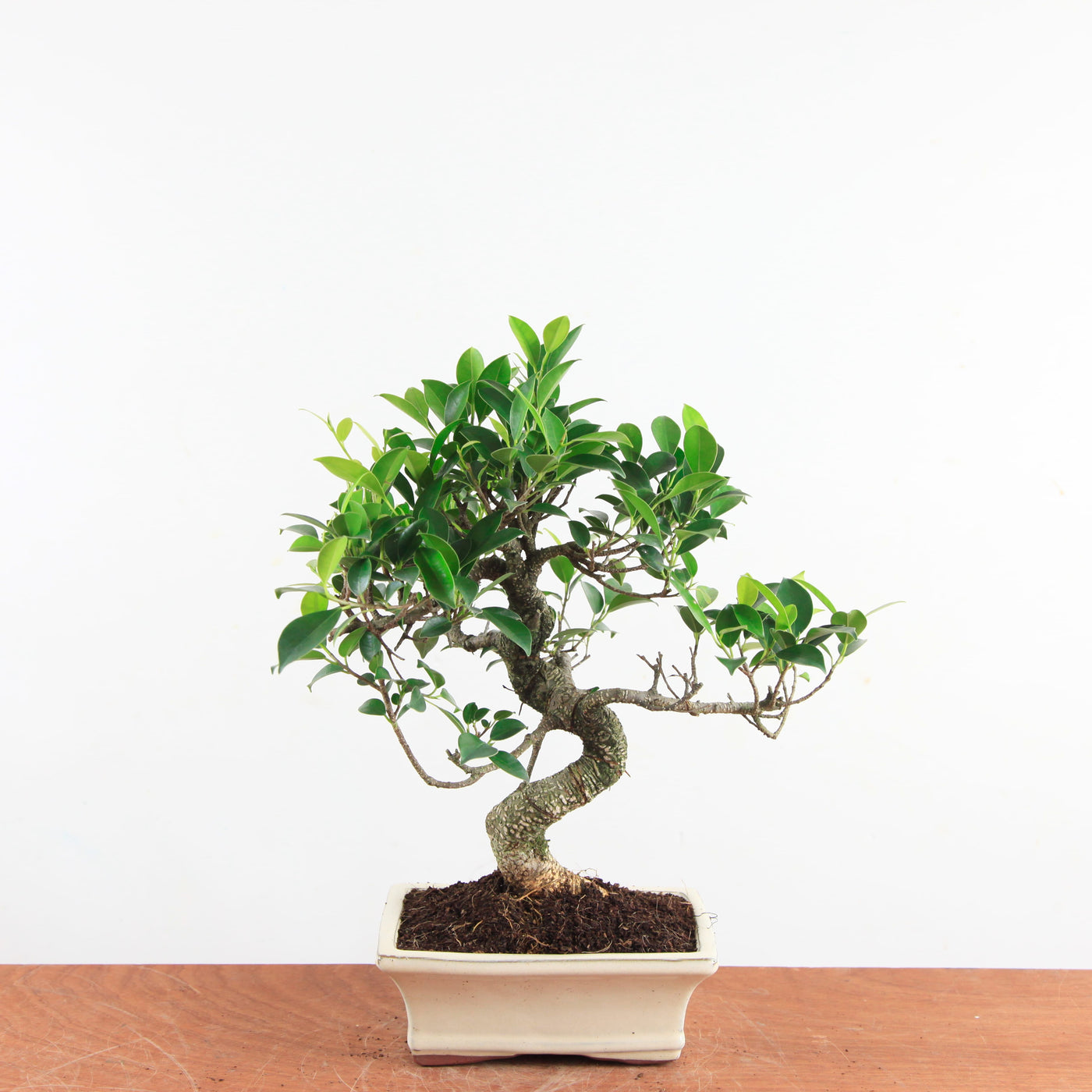 Bonsai Ficus Retusa - Binnenbonsai