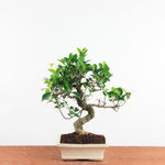 Bonsai Ficus Retusa - Binnenbonsai
