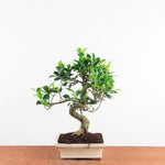 Bonsai Ficus Retusa - Binnenbonsai