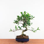Bonsai Ficus Retusa - Binnenbonsai