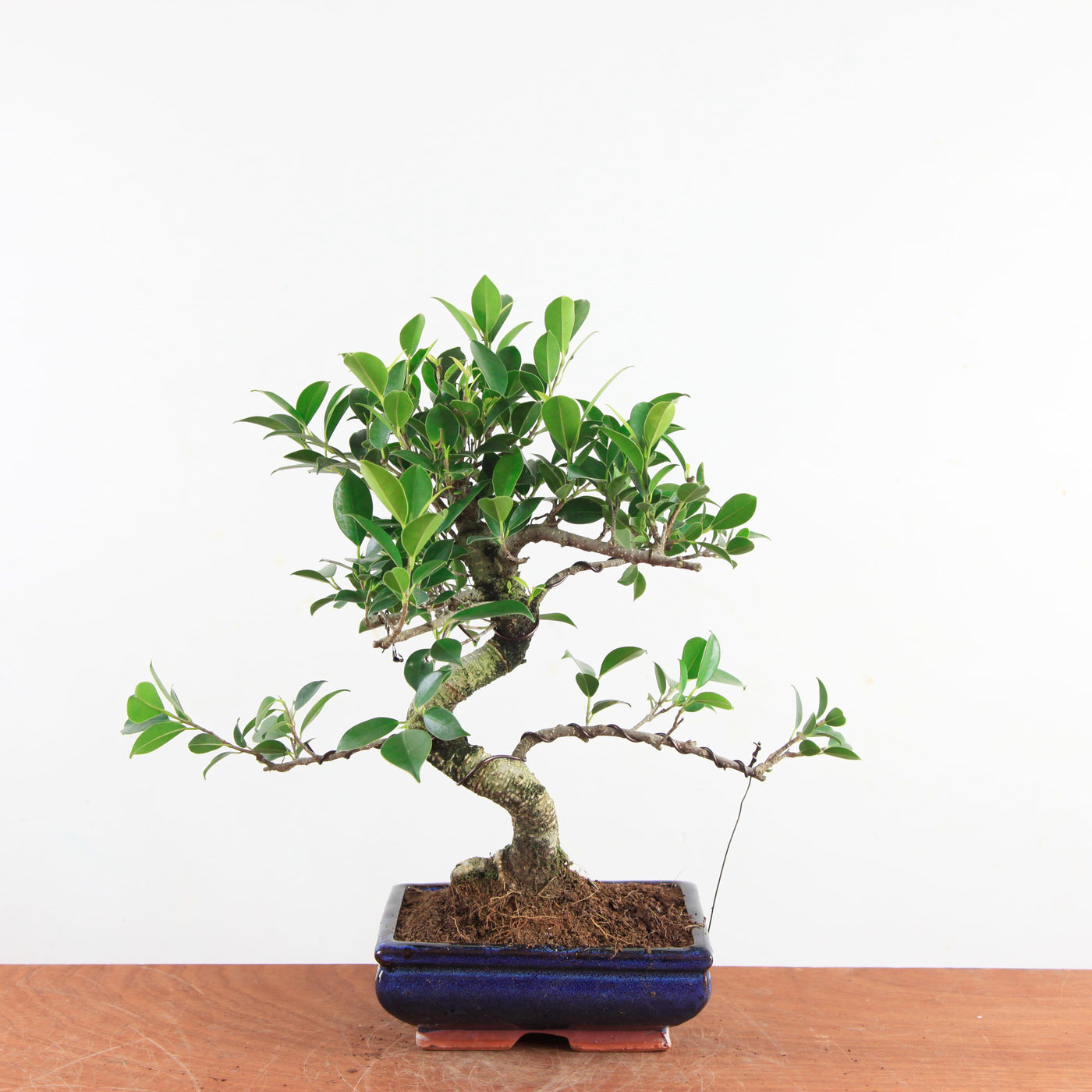 Bonsai Ficus Retusa - Binnenbonsai