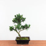 Bonsai Podocarpus 'buddhist pine'