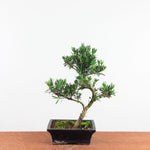 Bonsai Podocarpus 'buddhist pine'