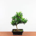 Bonsai Podocarpus 'buddhist pine'