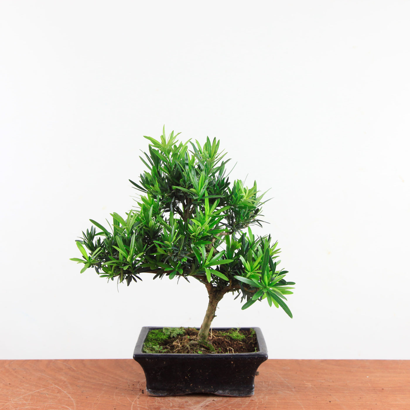 Bonsai Podocarpus 'buddhist pine'