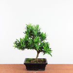 Bonsai Podocarpus 'buddhist pine'