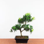 Bonsai Podocarpus 'buddhist pine'