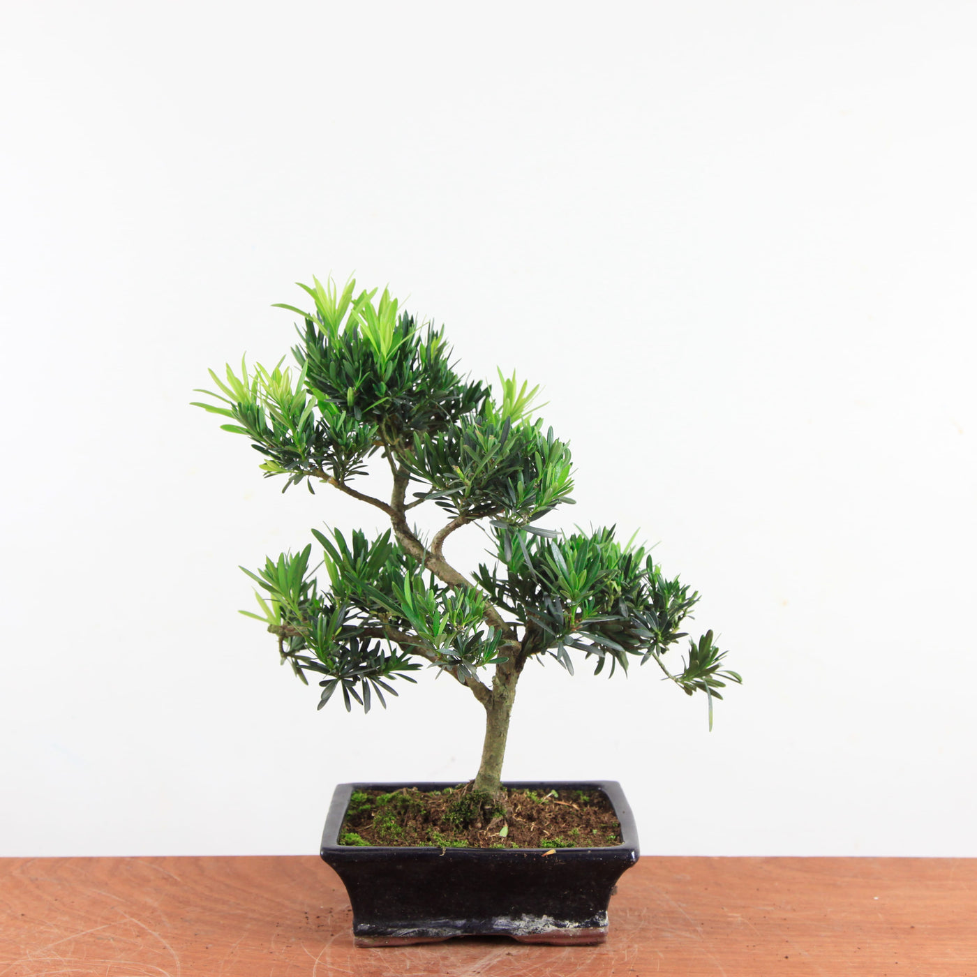 Bonsai Podocarpus 'buddhist pine'