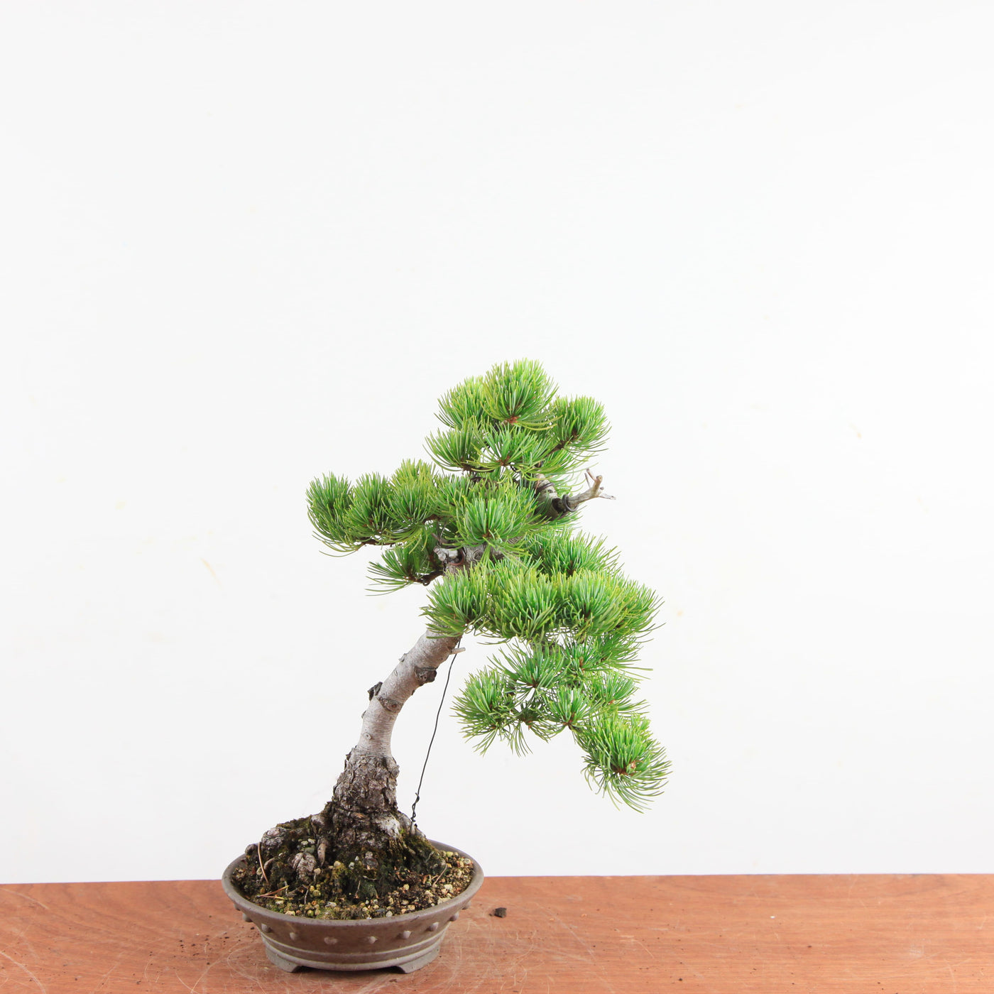 Bonsai Pinus parviflora – De Japanse Witte Den