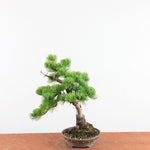 Bonsai Pinus parviflora – De Japanse Witte Den