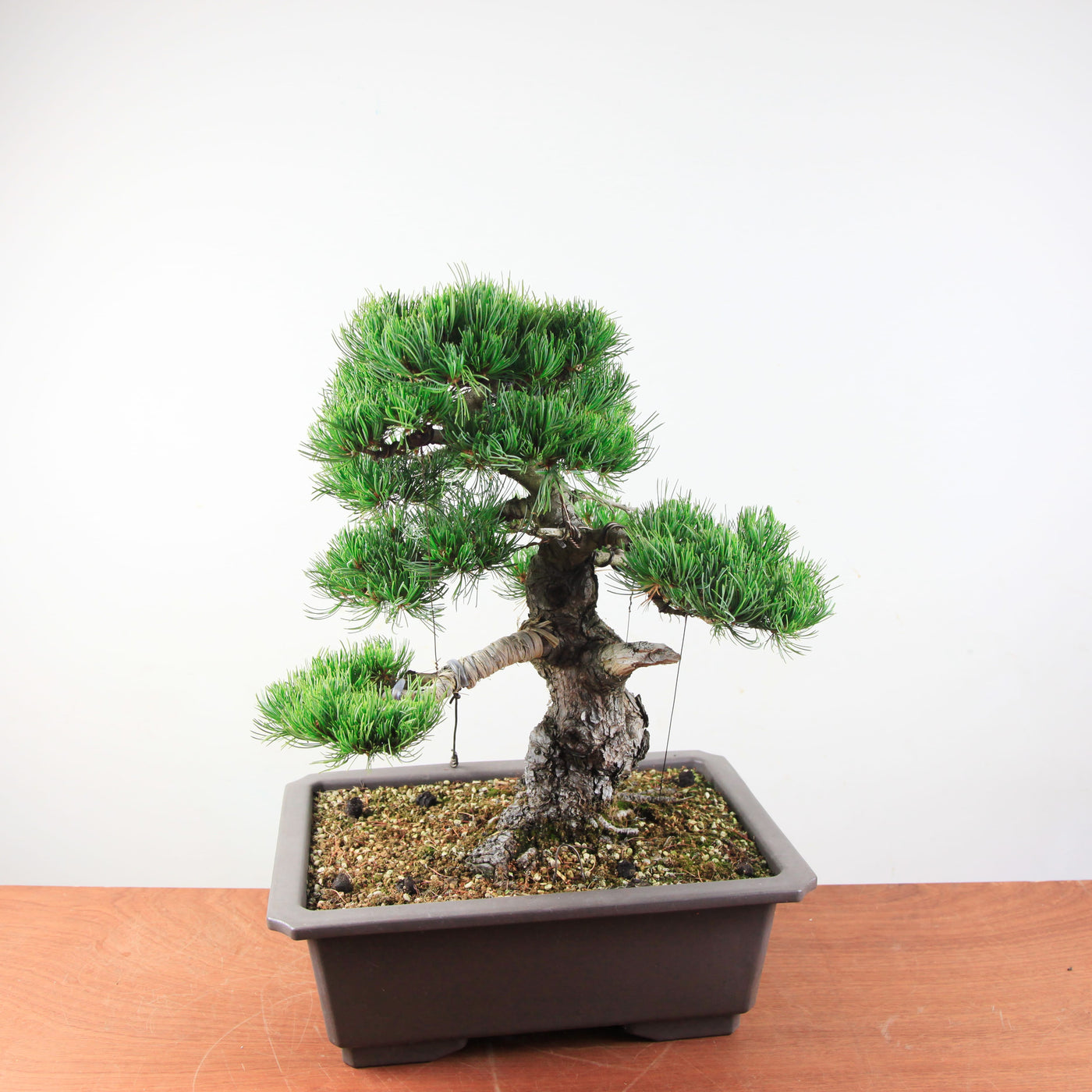 Bonsai Bonsai Pinus Parviflora – Witte Den