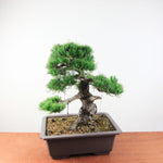 Bonsai Bonsai Pinus Parviflora – Witte Den