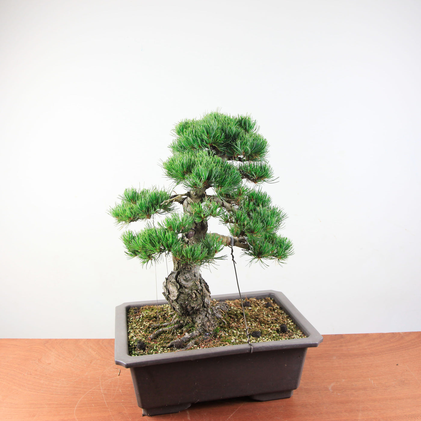 Bonsai Bonsai Pinus Parviflora – Witte Den