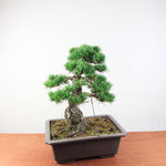 Bonsai Bonsai Pinus Parviflora – Witte Den