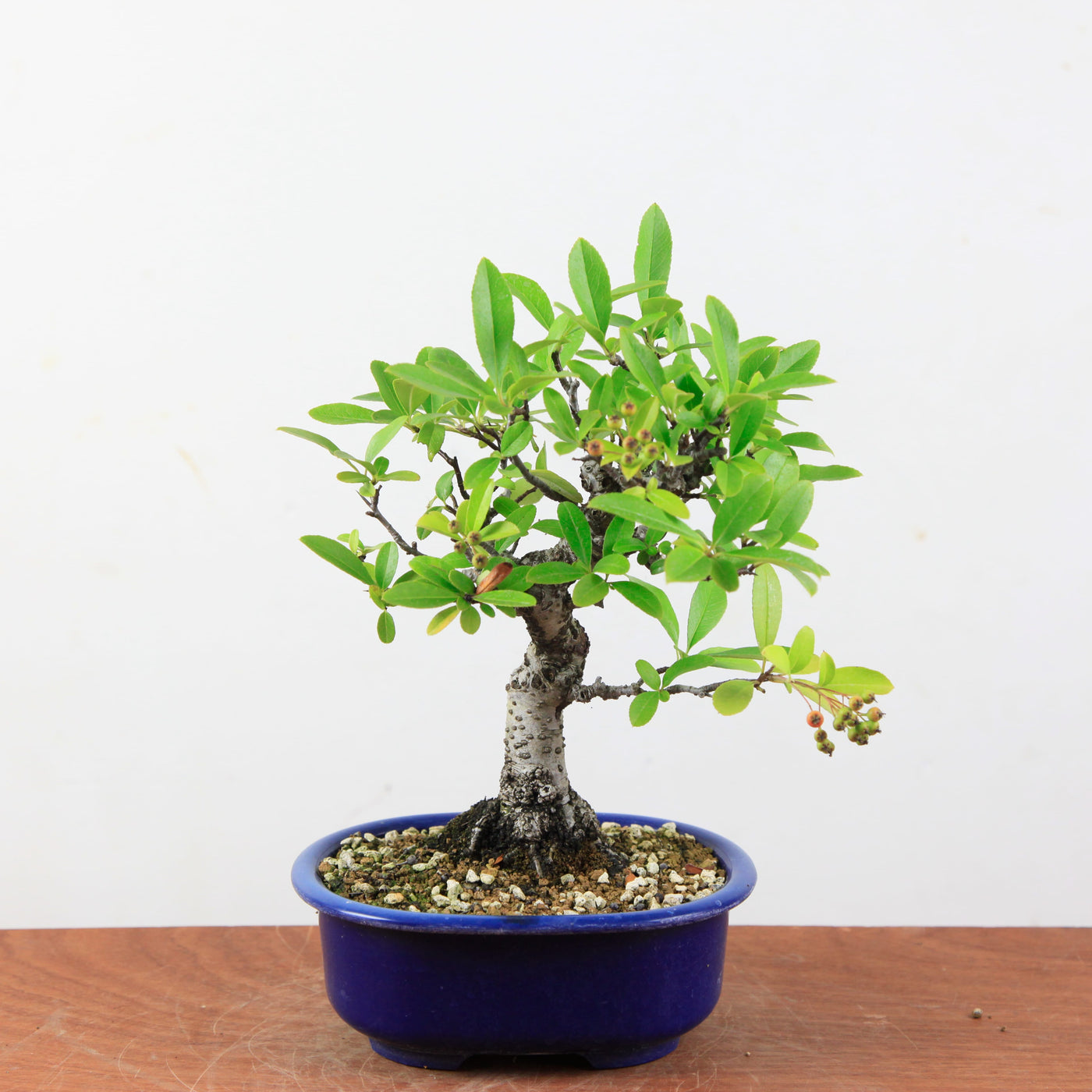 Bonsai Pyracantha