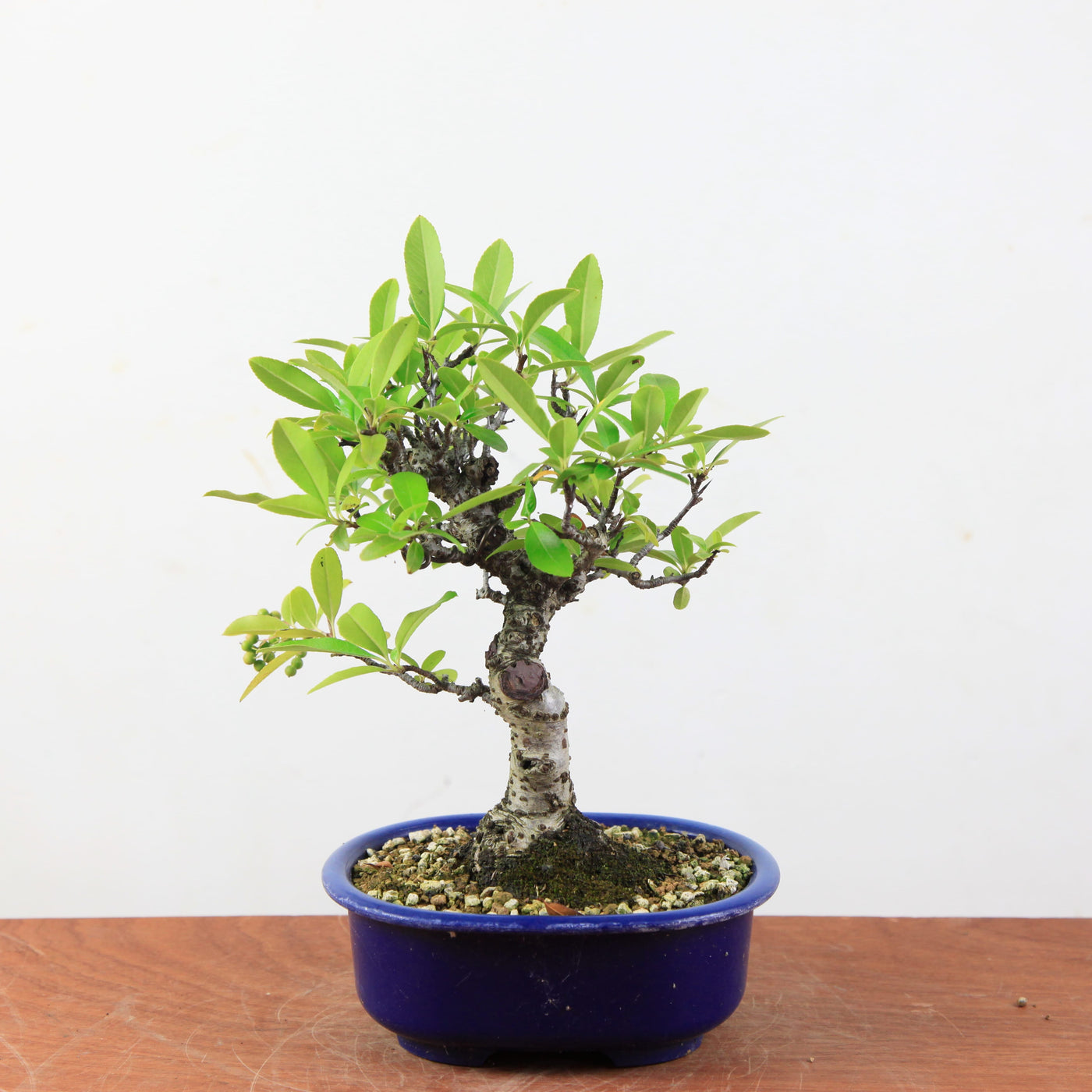 Bonsai Pyracantha