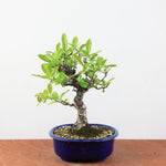 Bonsai Pyracantha