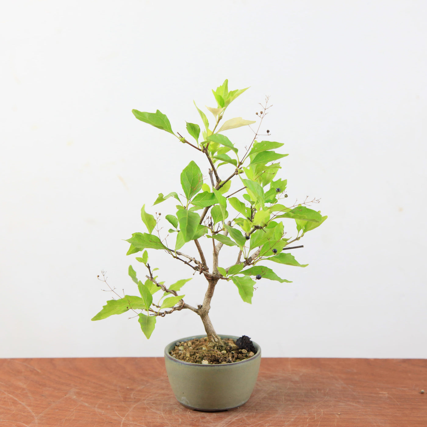 Pre-bonsai Premna japonica