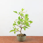 Pre-bonsai Premna japonica